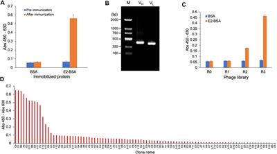 Isolation of a Monoclonal Antibody and its Derived Immunosensor for Rapid and Sensitive Detection of 17β-Estradiol